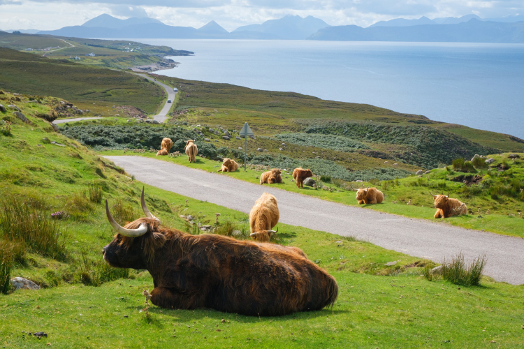 North Coast Highland Cows for U.S. Service Members